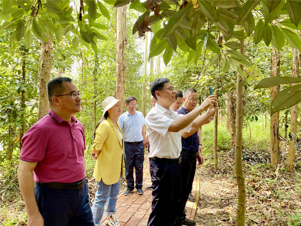 邹庆浩到钦廉林场开展调研