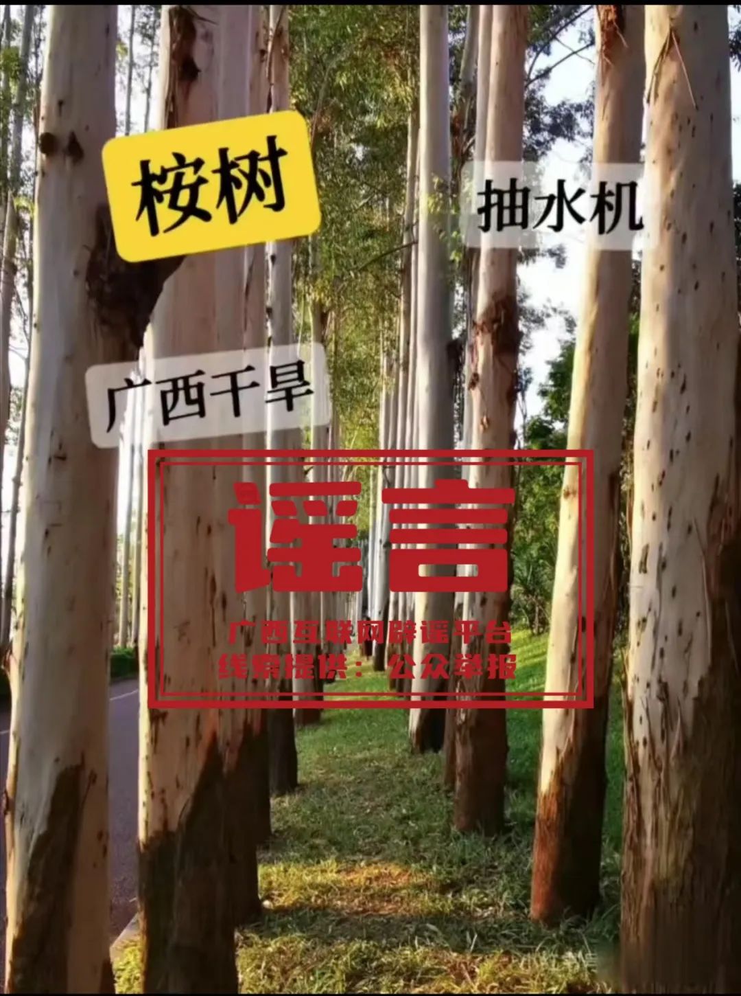 科普丨广西干旱是种植桉树导致？专家回应