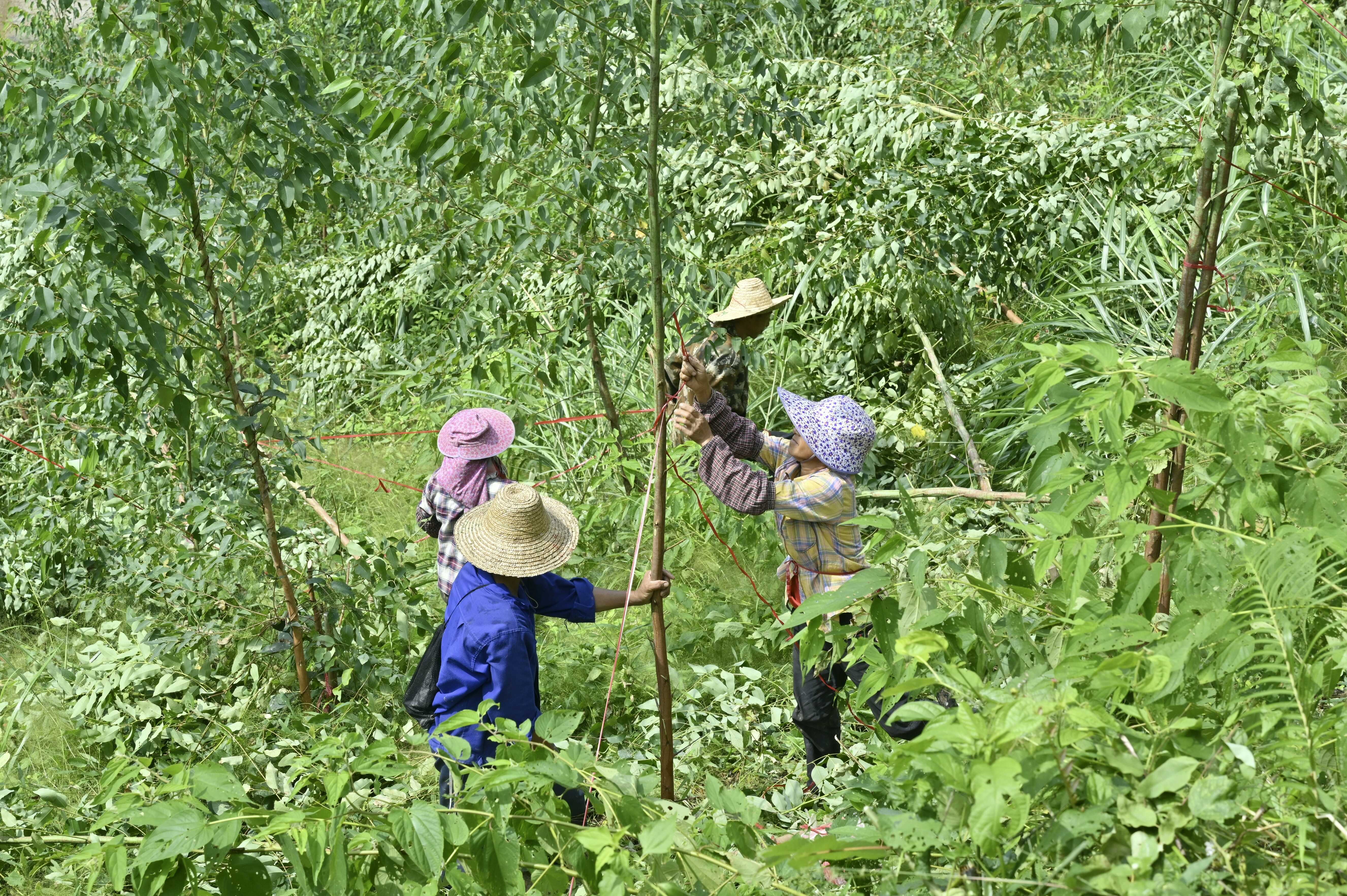 扶风倒木 莫丽芳摄.jpg