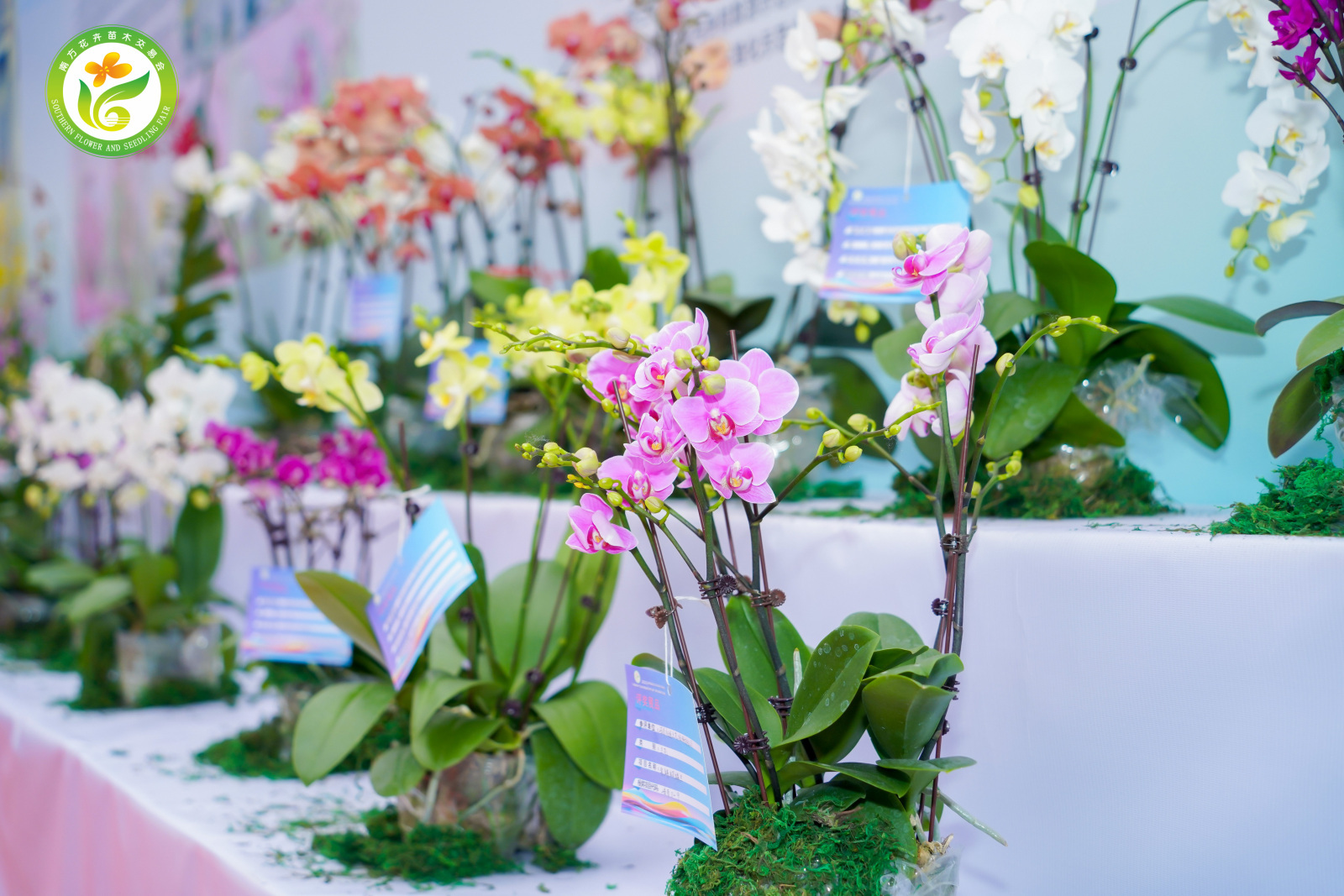 兰花展品.jpg