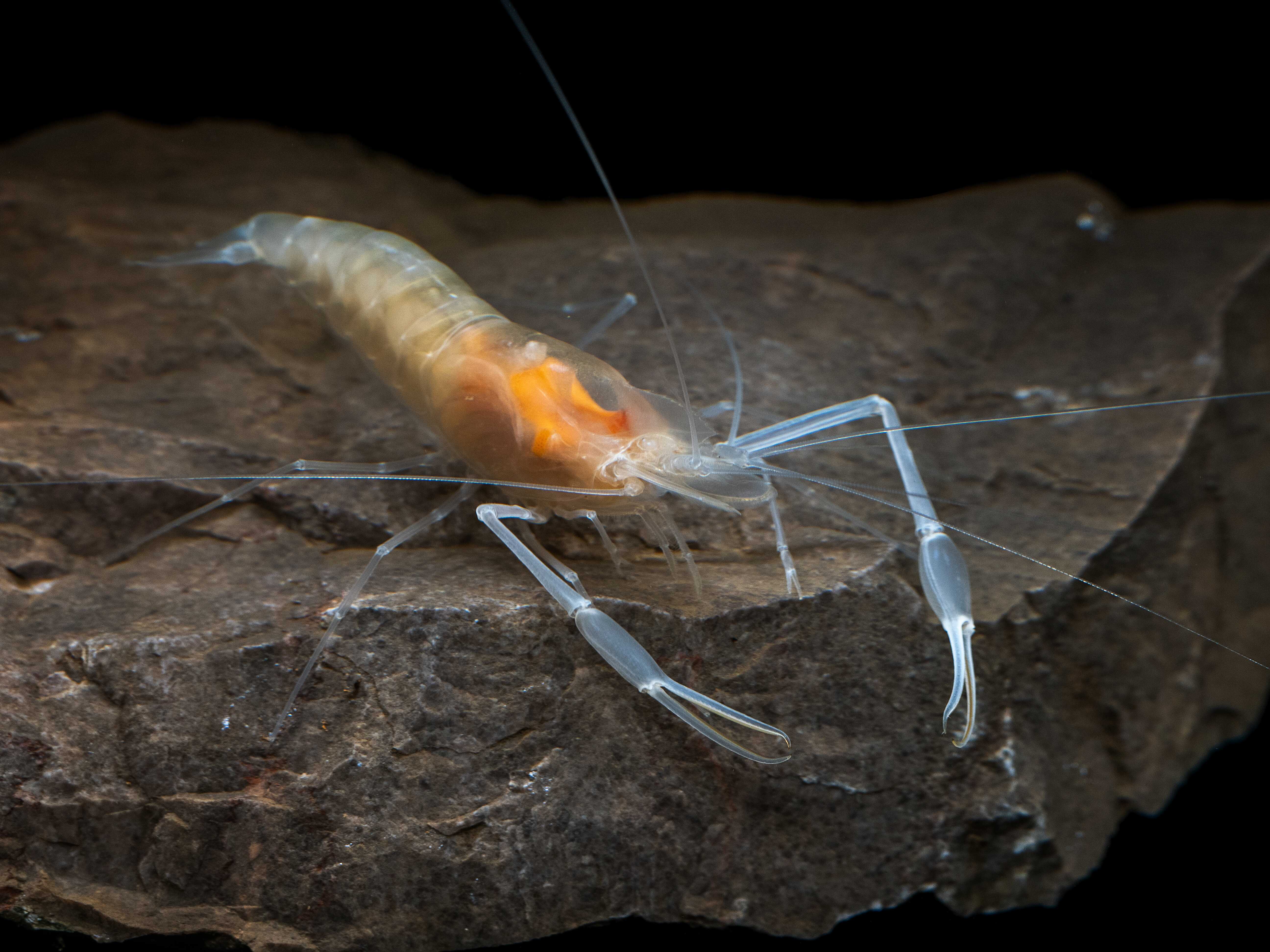 沼虾属新种(待命名) 周佳俊 摄 .png