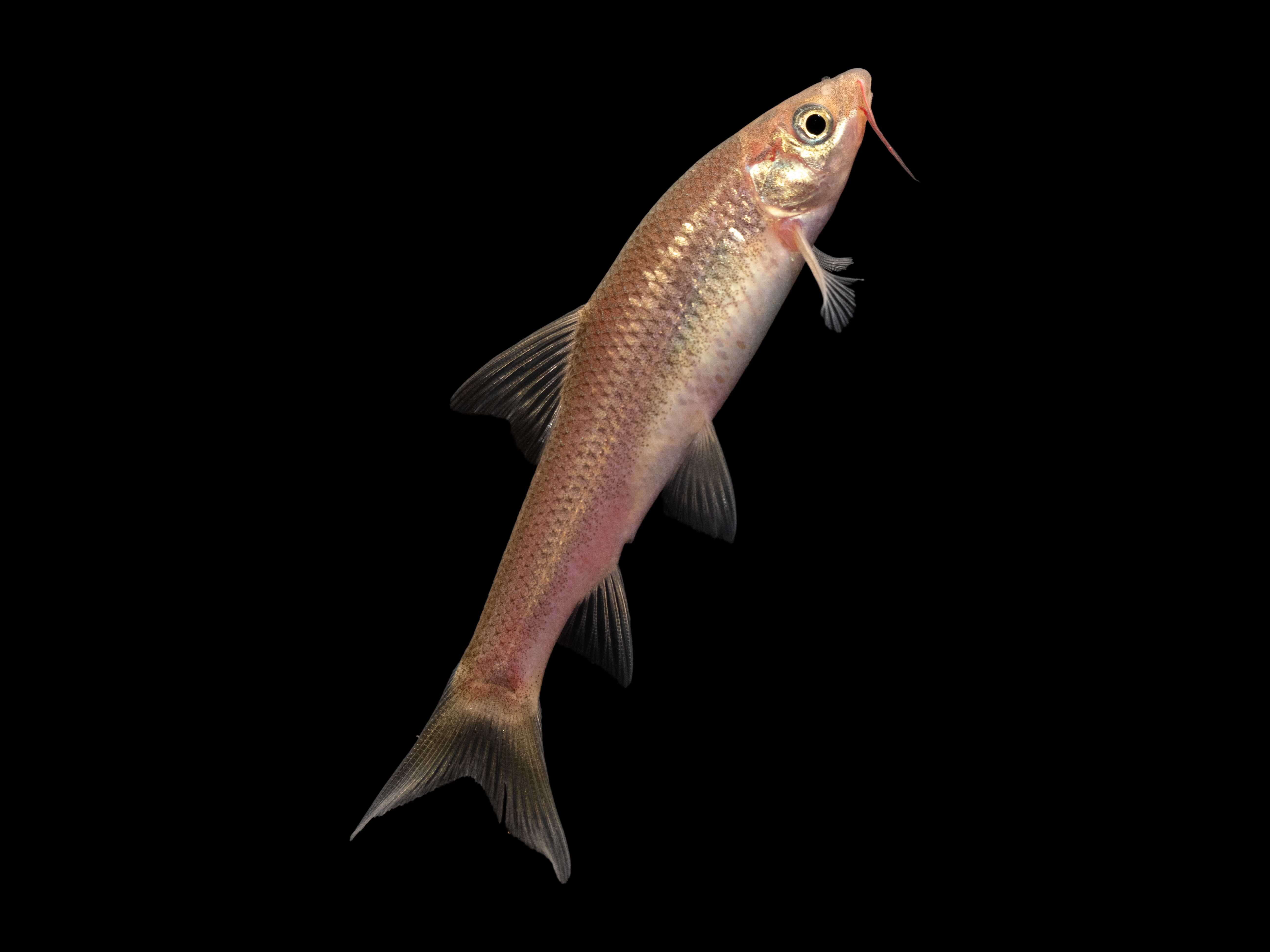 巴门褶吻鲮(保护区新记录) 周佳俊 摄.png